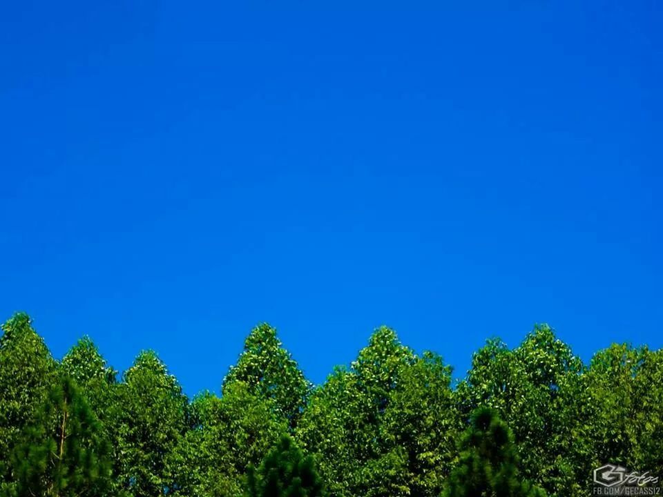 clear sky, blue, copy space, tree, low angle view, growth, green color, tranquility, beauty in nature, nature, tranquil scene, scenics, green, day, lush foliage, outdoors, idyllic, no people, plant, high section