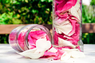 Close-up of pink flowers