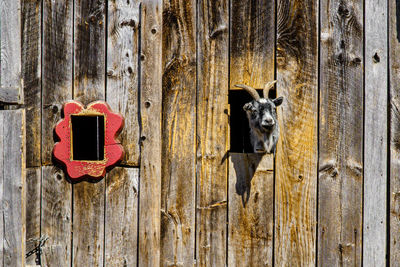 Portrait of dog on wooden door