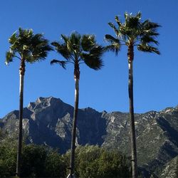 Low angle view of palm trees against clear blue sky