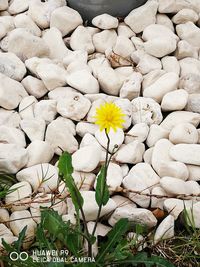 Close-up of white flowers