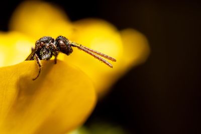 Close-up of insect on yellow flower