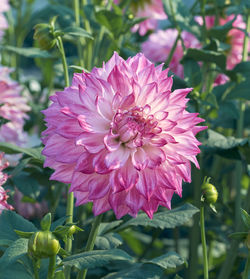 Close-up of pink flower