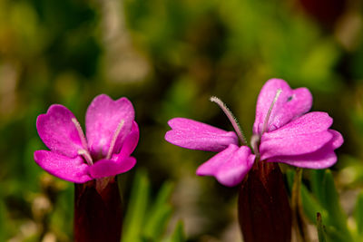 Close-up of pink flower