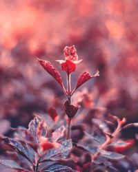 Close-up of red flowering plant