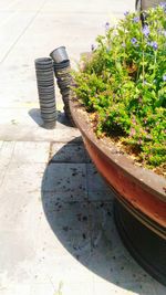 High angle view of potted plant on footpath