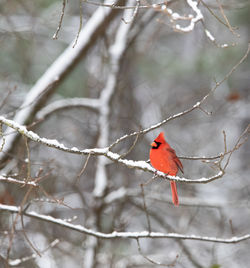 Close-up of bird perching on branch