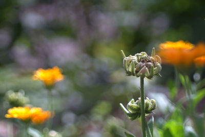 Close-up of poppy blooming outdoors