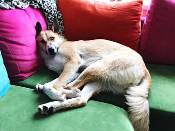 Portrait of dog relaxing on sofa at home