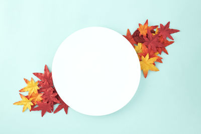 High angle view of maple leaves on white background