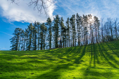 Pine trees on field against sky