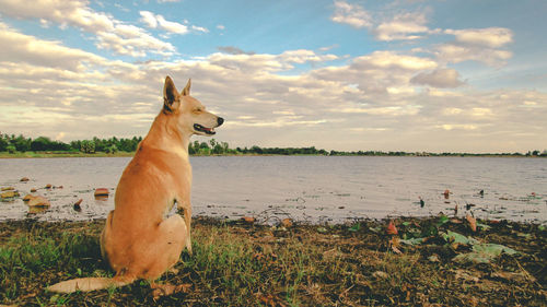 Horse in the beach