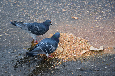 High angle view of pigeon on ground