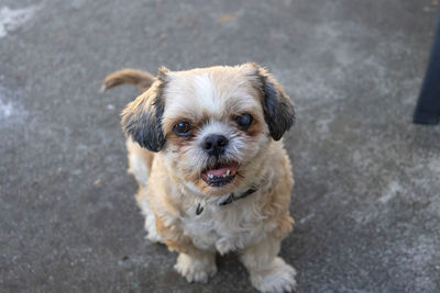 High angle portrait of a dog