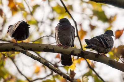 Low angle view of bird perching on branch