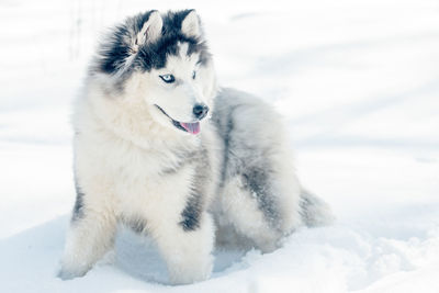 Portrait of a beautiful fluffy white husky with blue eyes on a background of white snow.