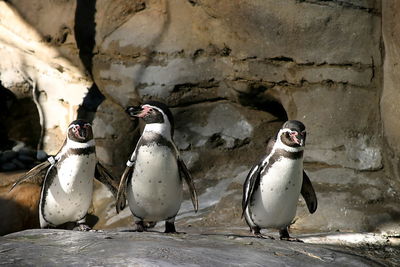 Close-up of birds