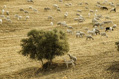 Sheep grazing in a field