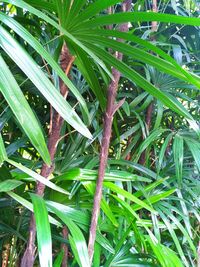 High angle view of wet plant on field