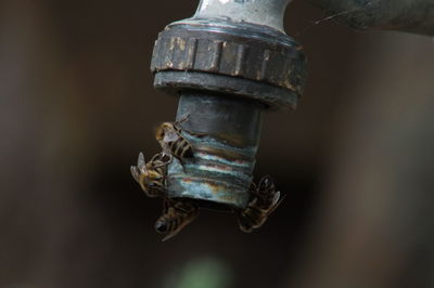 Close-up of insect on rusty metal