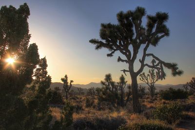 Trees on landscape against sky during sunset