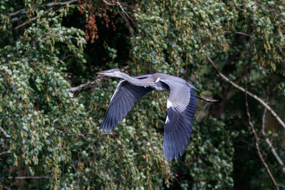 Bird flying over a tree