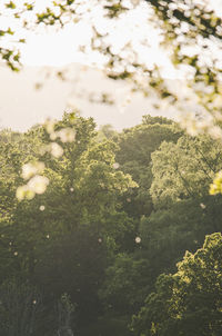 High angle view of flowering plants and trees against sky