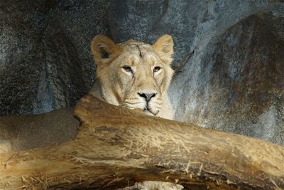 Close-up of lion resting against rock in zoo