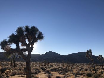 Trees on landscape against clear blue sky