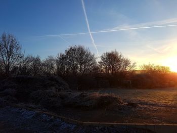 Trees against sky during sunset