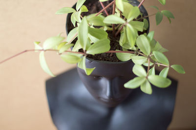 Close-up of potted plant on table