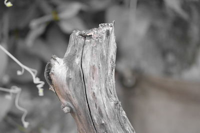 Close-up of wooden post