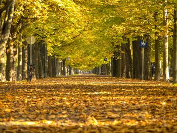 Autumn trees in park