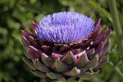 Close-up of purple flowering plant