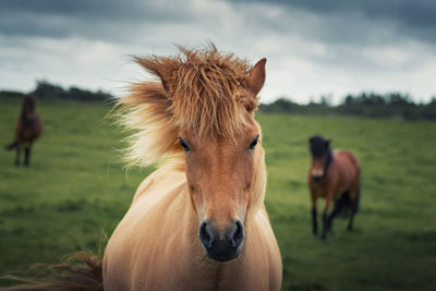 Horses on field