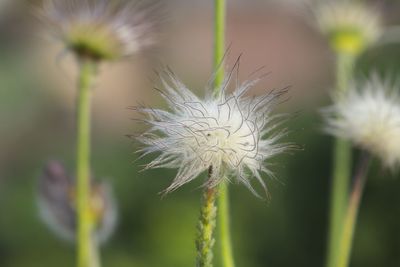 Close-up of white dandelion flower