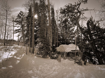 Snow covered land and trees in forest