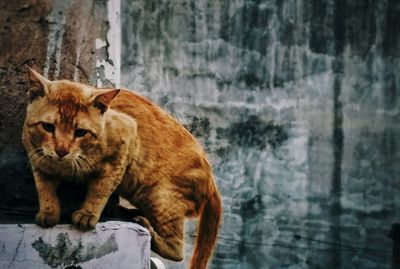 Portrait of a cat
