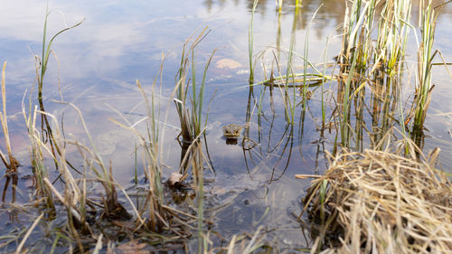 Close-up of reed grass at lakeshore