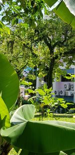 Trees and plants growing outside building