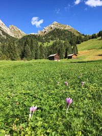 Scenic view of flowering plants on field against sky