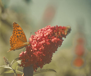 Close-up of butterfly pollinating on flower