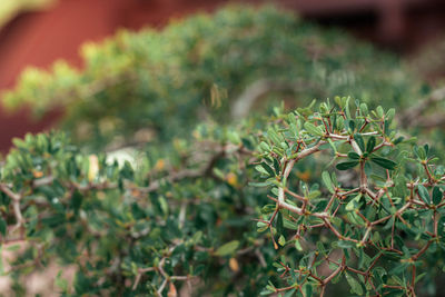 Close-up of cactus plant