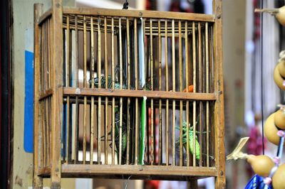 Close-up of crickets in cage for sale