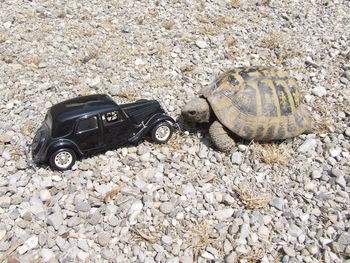 High angle view of tortoise on pebbles