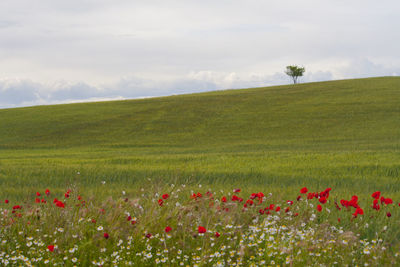 Plants growing on field against cloudy sky