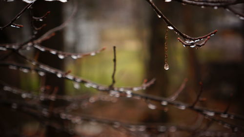 Close-up of water drops