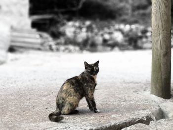 Portrait of cat sitting outdoors