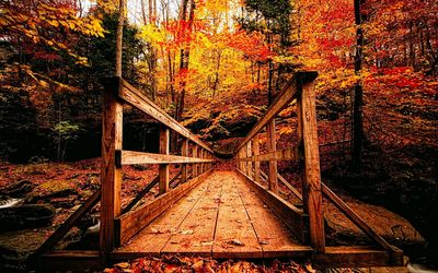 Railroad track in forest during autumn