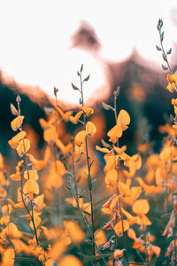 Close-up of flowering plants on field against sky